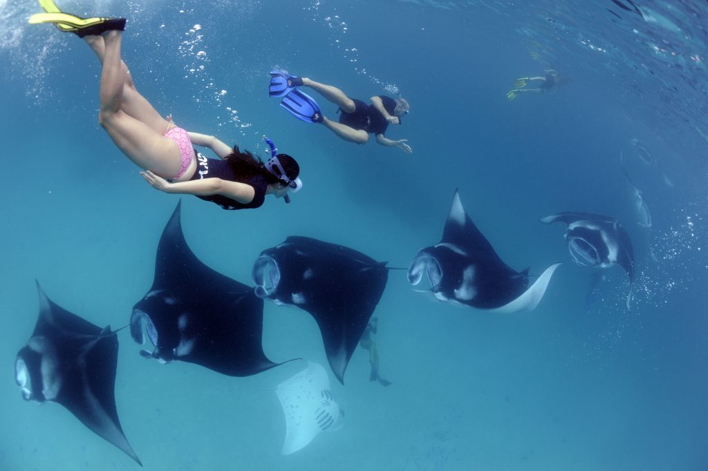 Dos buceadores cerca de mantarrayas