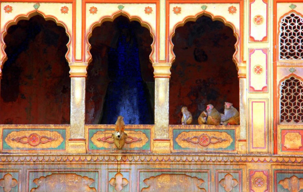Monos en el Galtaji Temple de Jaipur 