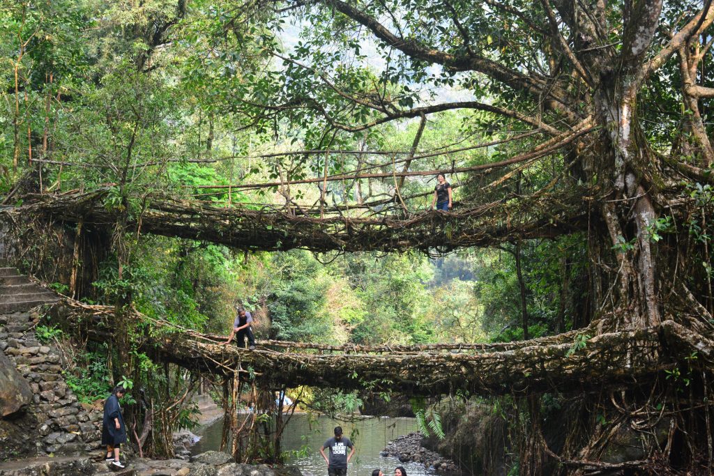 Puentes de raíces de Meghalaya