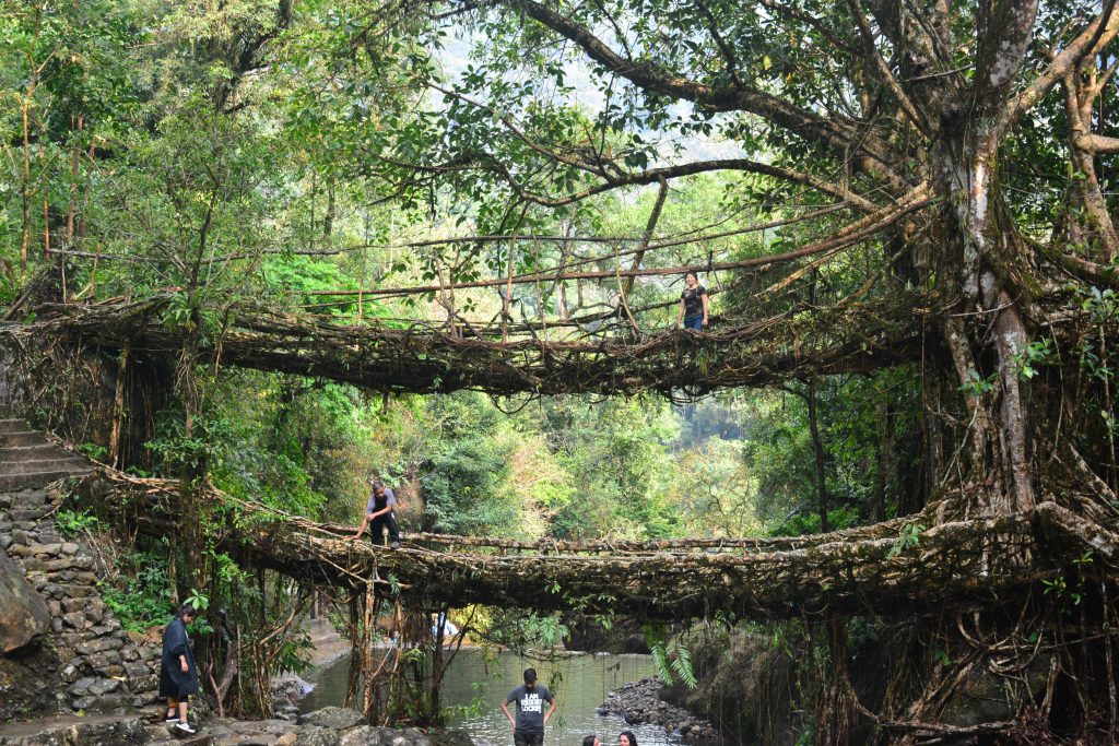 Puentes de raíces vivas