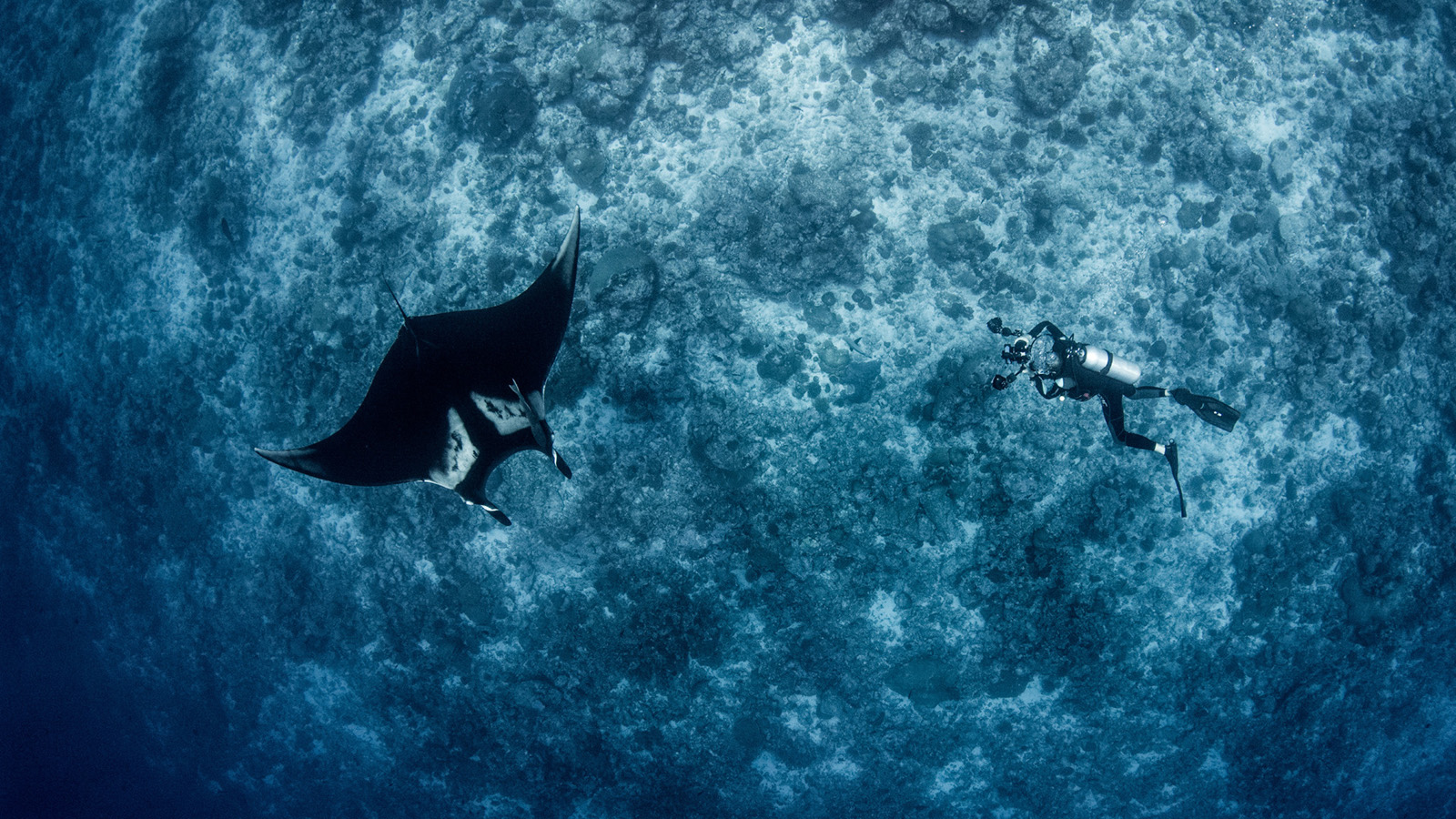 Mantarrayas en Maldivas 