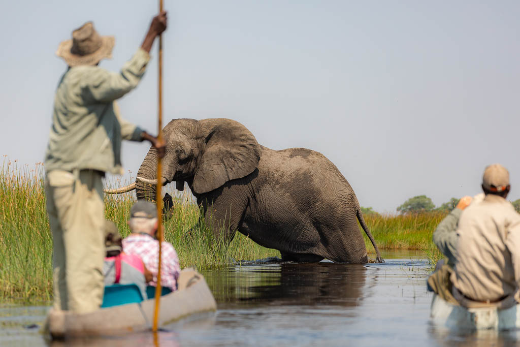safari en delta del okavango elefante botsuana