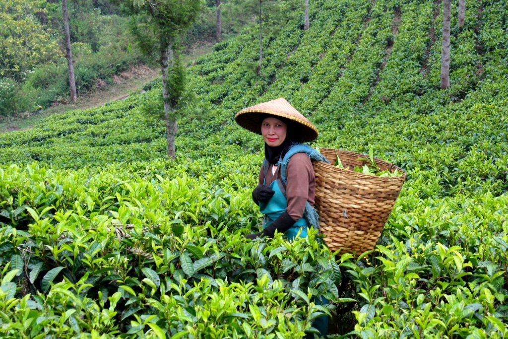 Qué hacer en Kerala