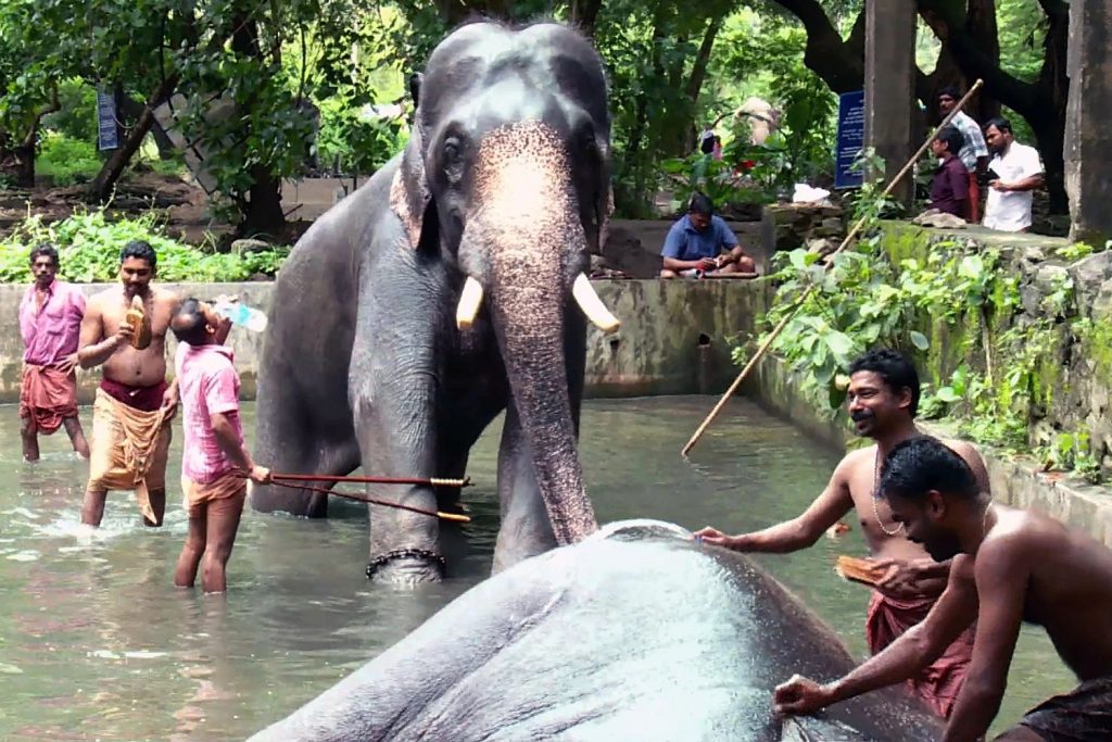 Spa de elefantes en India 