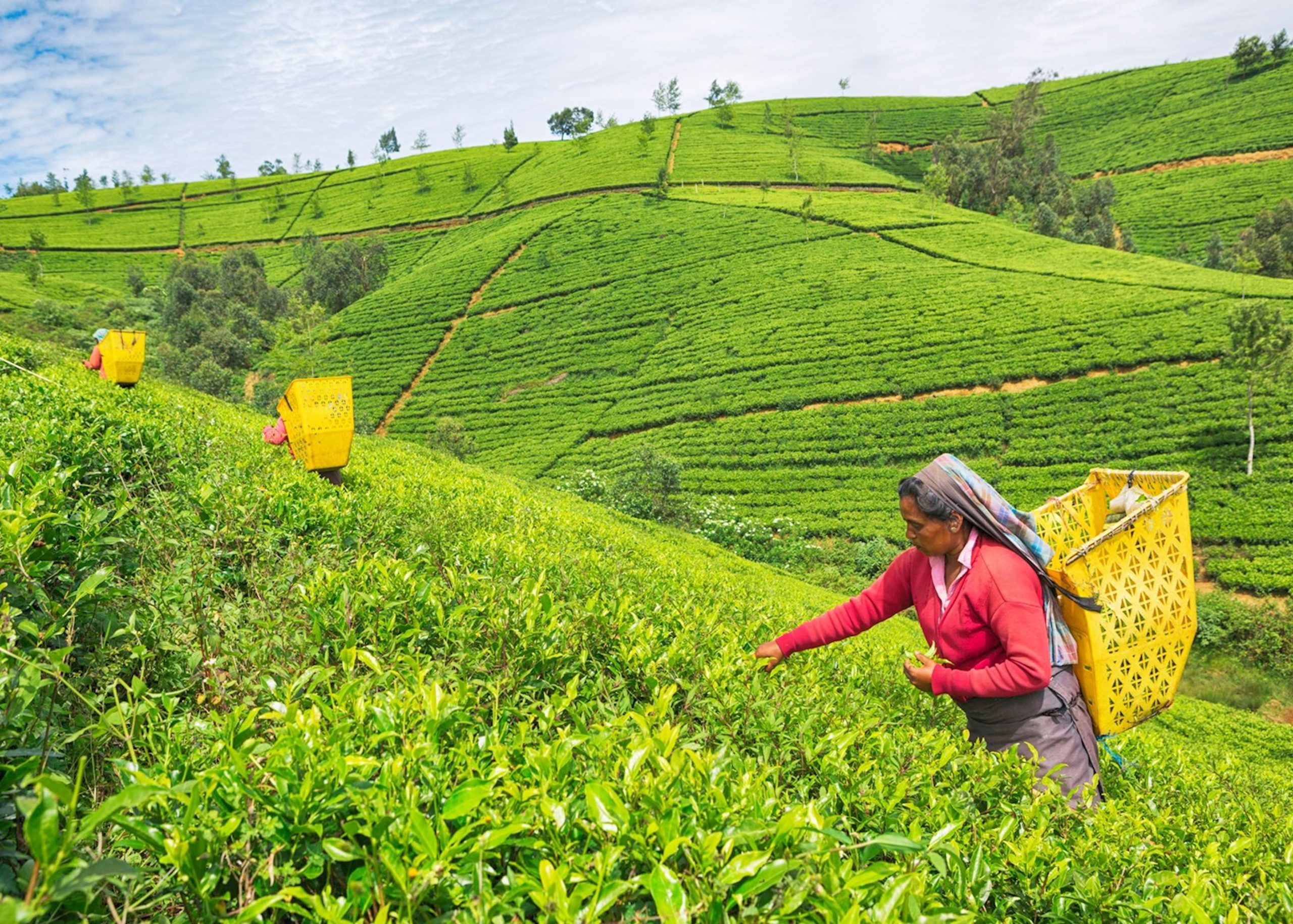 mujer en plantacion de te en sri lanka nuwara eliya que ver