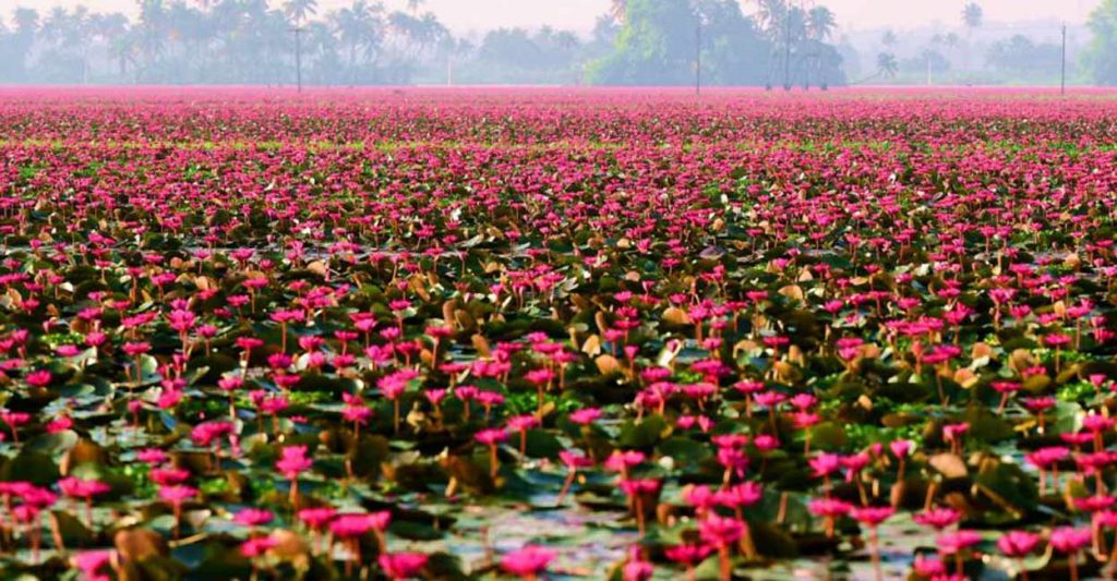 Malarikkal el pueblo de los nenúfares de India