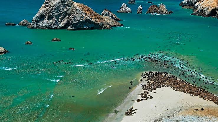 colonia de lobos marinos en paracas paracas perú