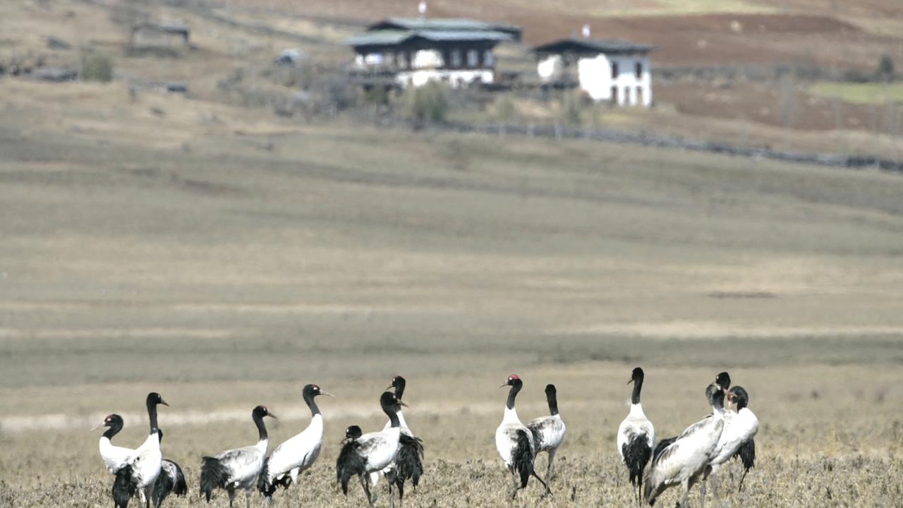 Grulla cuellinegra en Bután