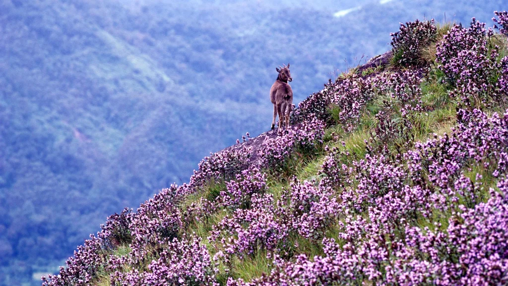 Qué ver en Munnar 