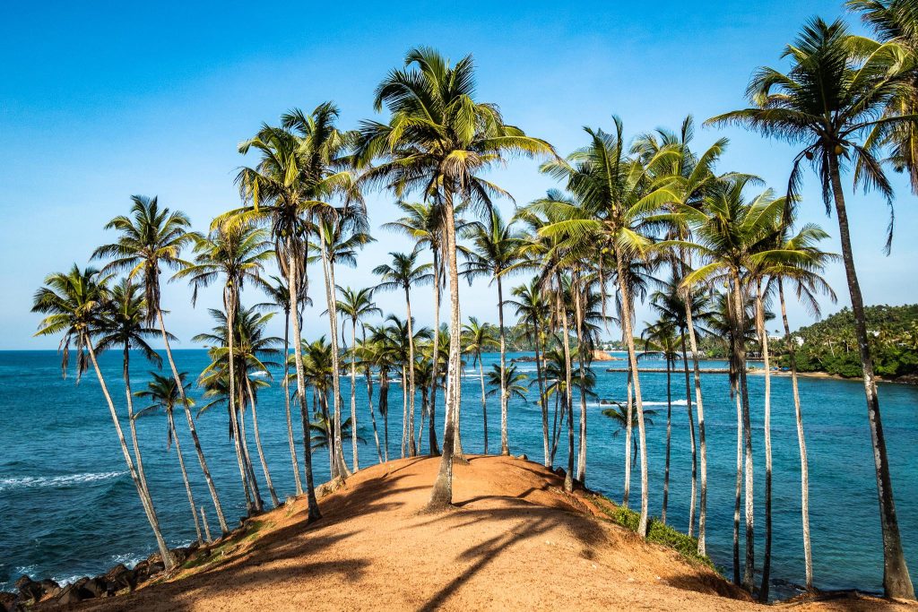 Palmeras en Coconut Tree Hill en Sri Lanka 