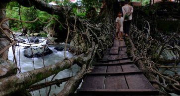 Hablemos de los puentes de raíces vivas de Meghalaya