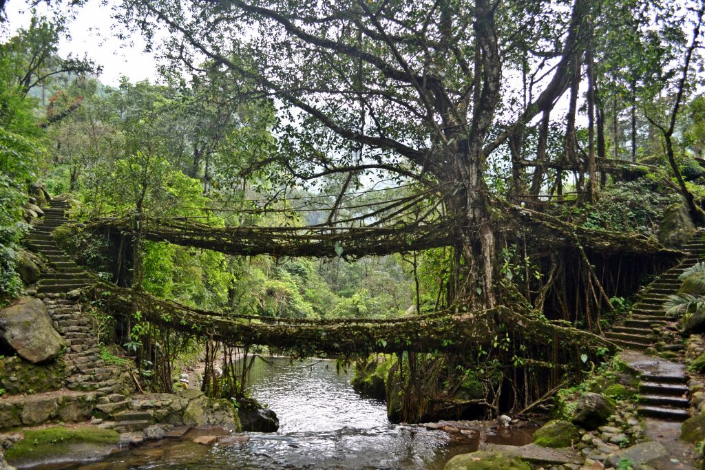 Puentes de raíces vivas de Meghalaya 