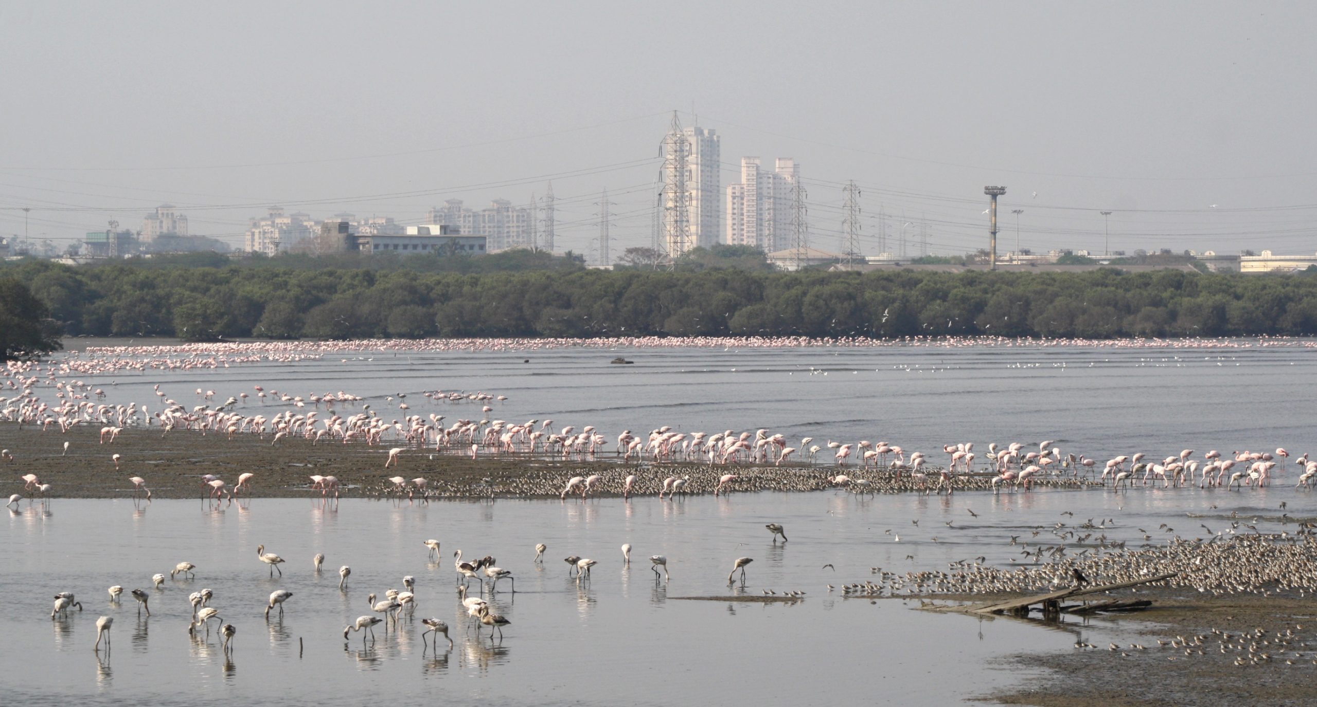 Flamencos en Mumbai 