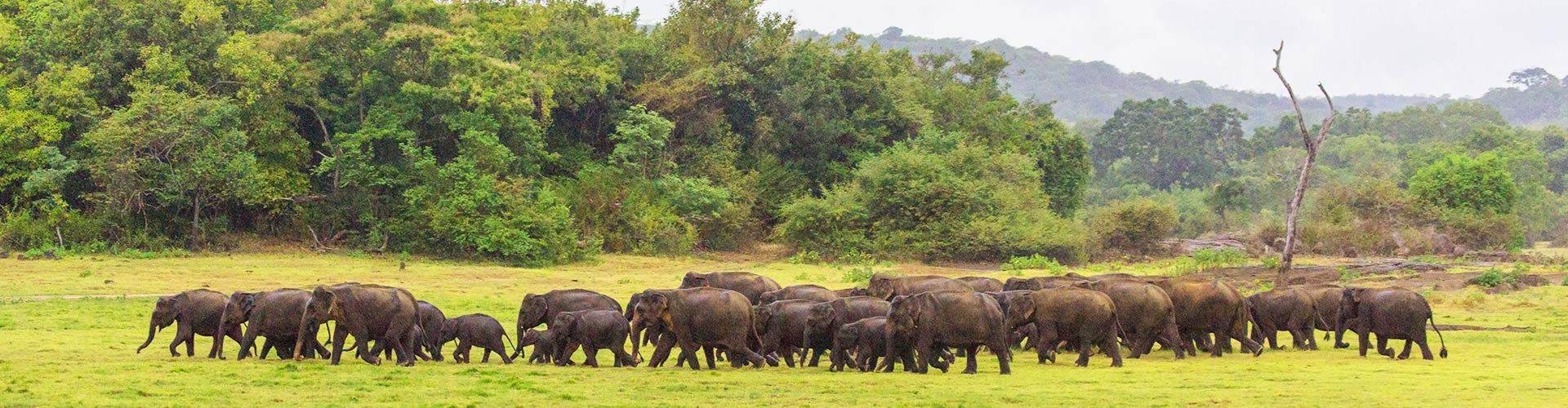 the gatheringg sri lanka 