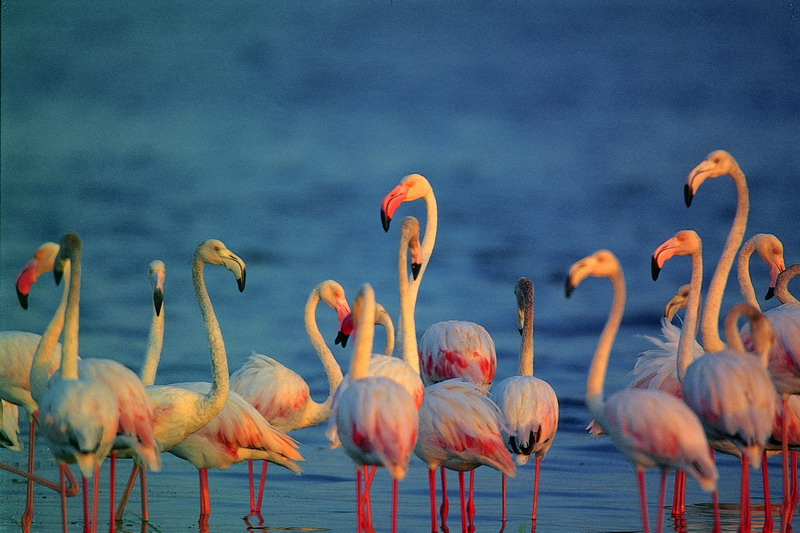 Flamencos en Bundala 