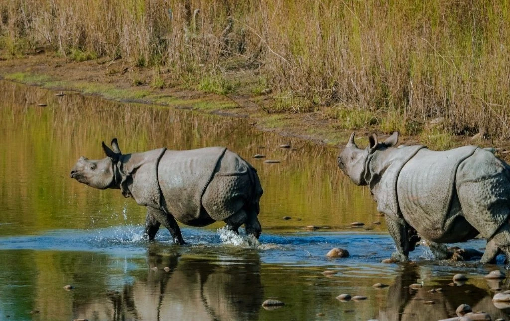 bardiya rinocerontes