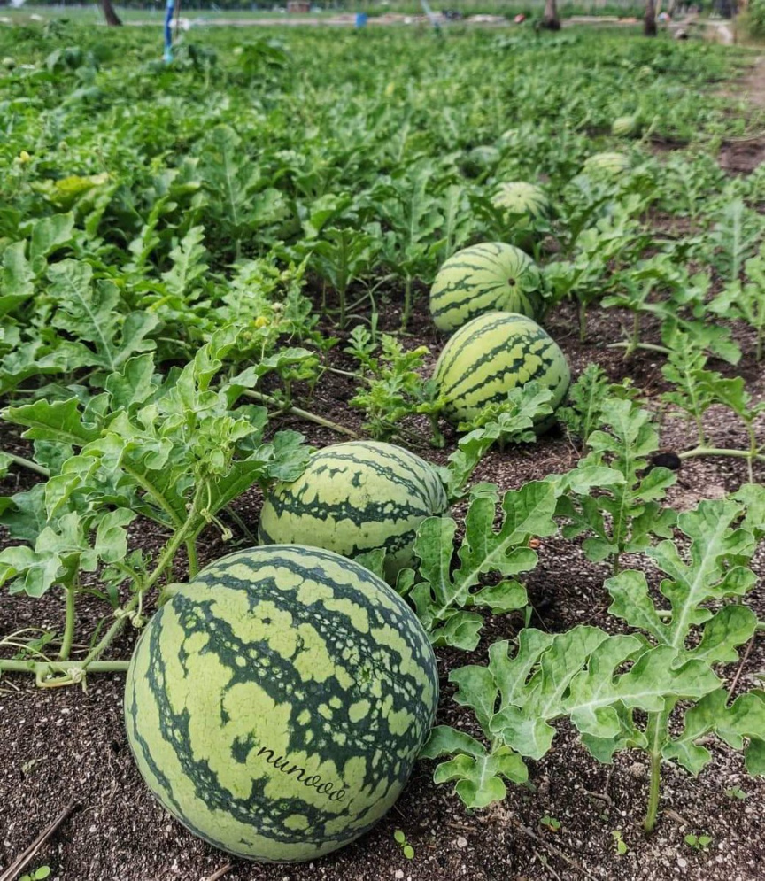 sandias dulces de maldivas huerta de maldivas