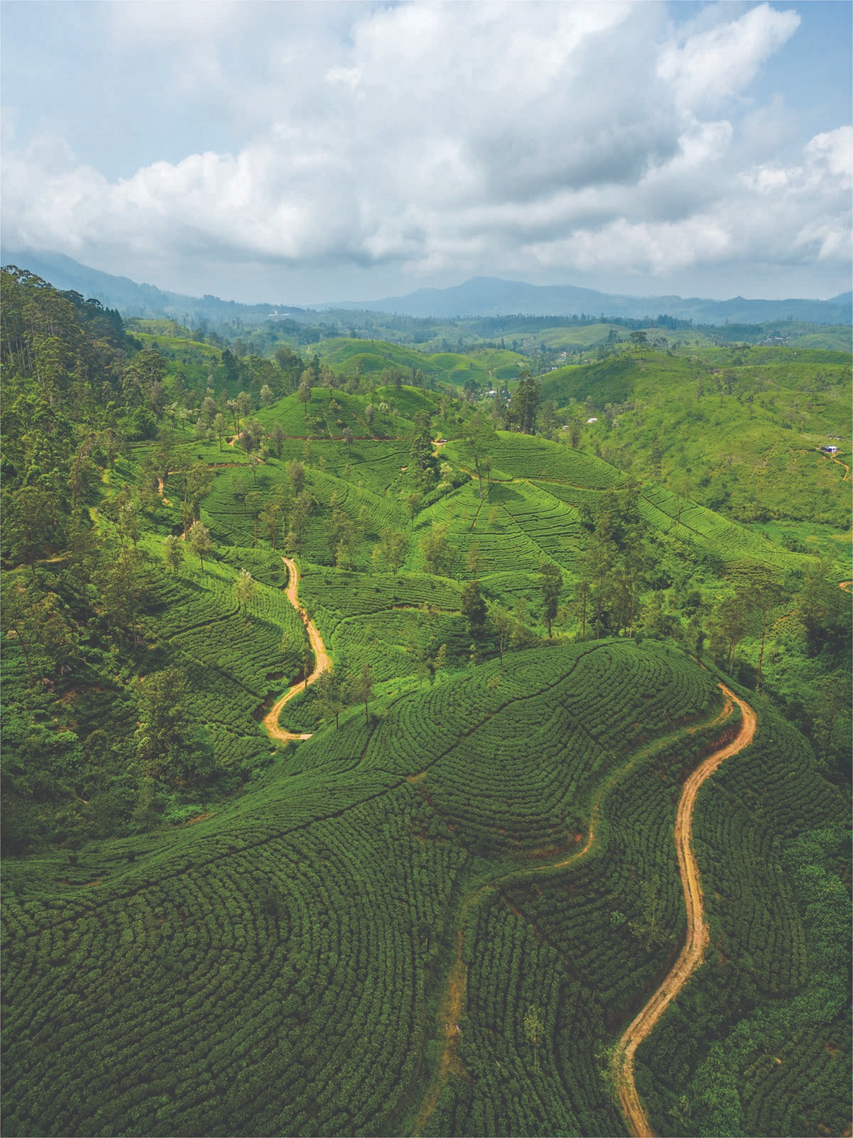 panoramica de plantaciones de té en sri lanka pekoe trail sri lanka