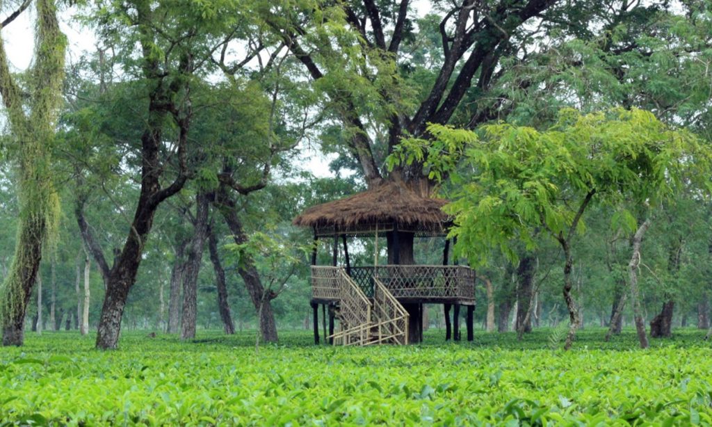 Las mejores plantaciones de té de India