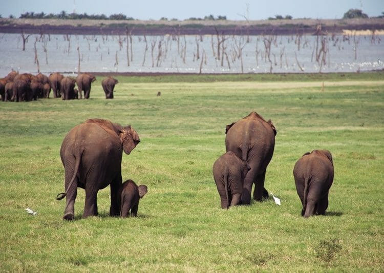 the gathering sri lanka