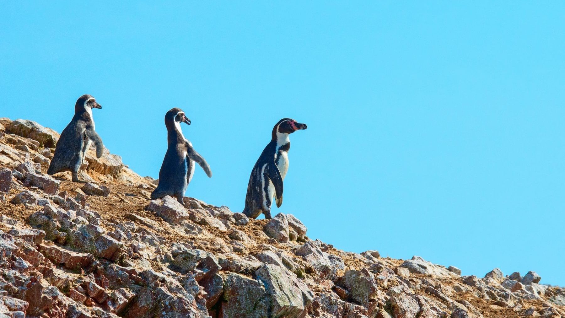 pinguinos de humboldt en peru paracas