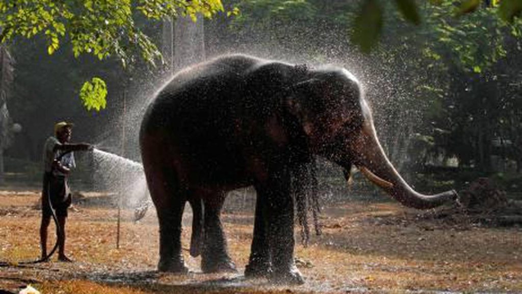 Spa de elefantes en India 