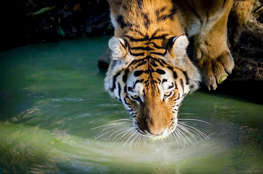 Avistar al tigre de Bengala en India 