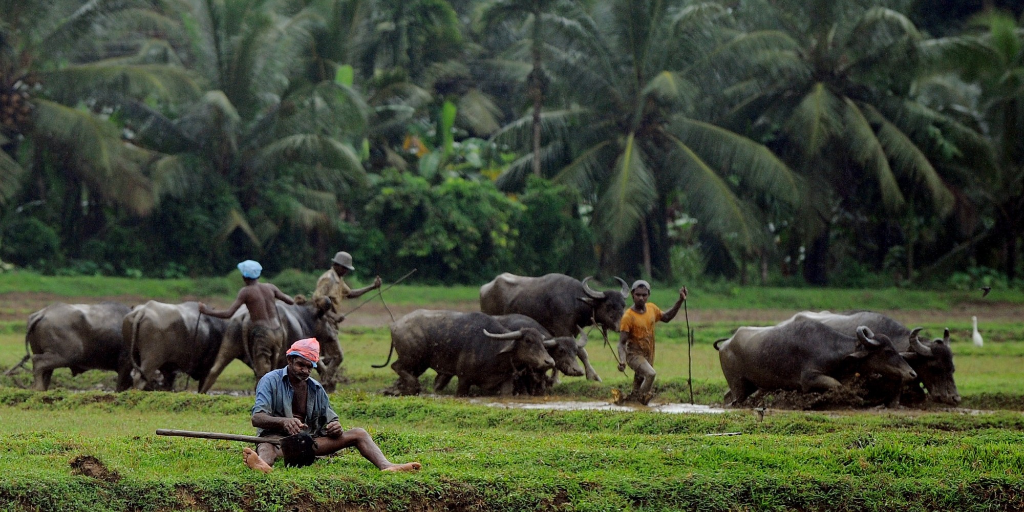 Granjeros en Sri Lanka