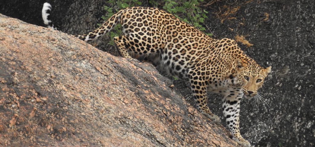 Leopardos en Rajastán