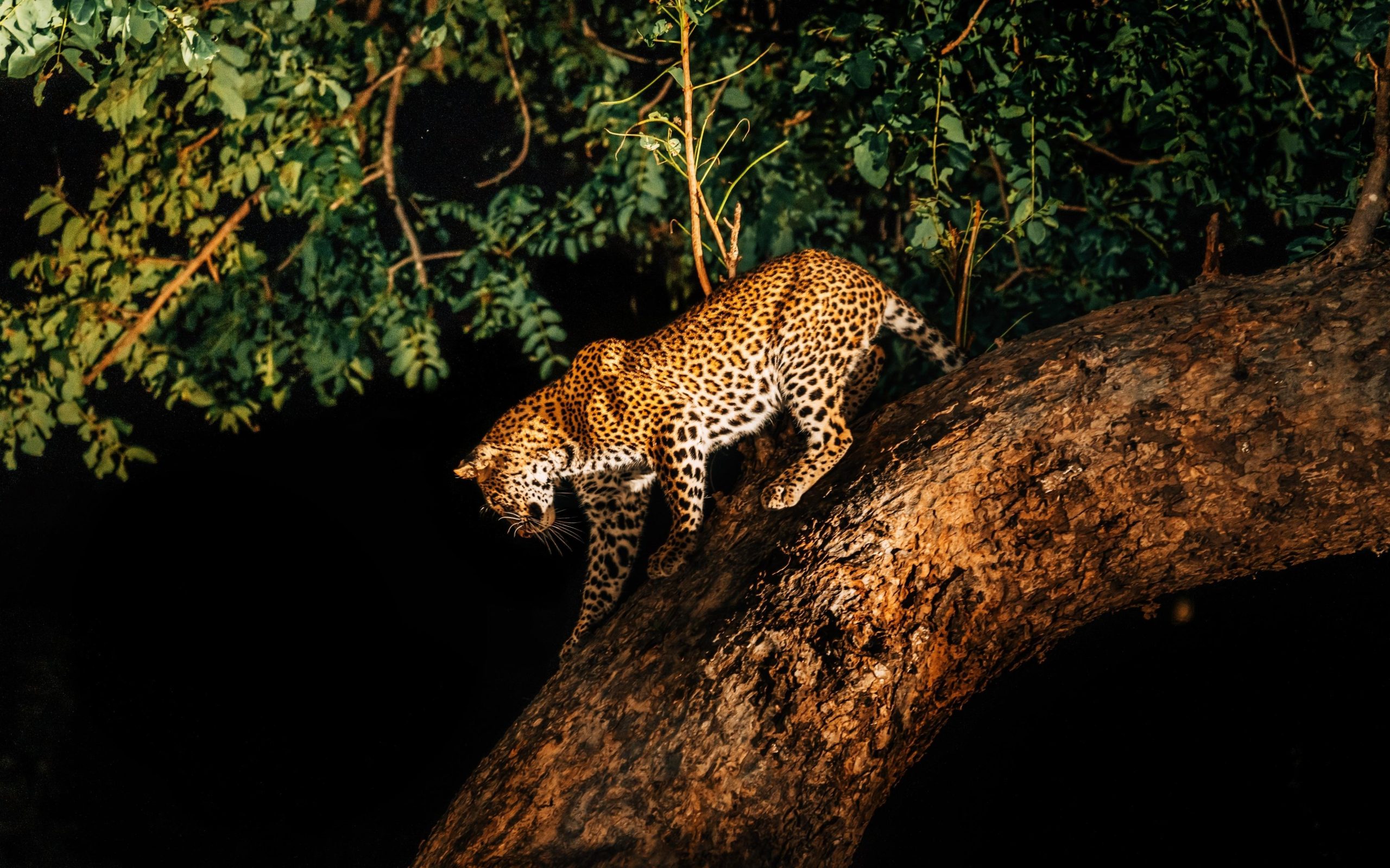 safaris nocturnos en india
