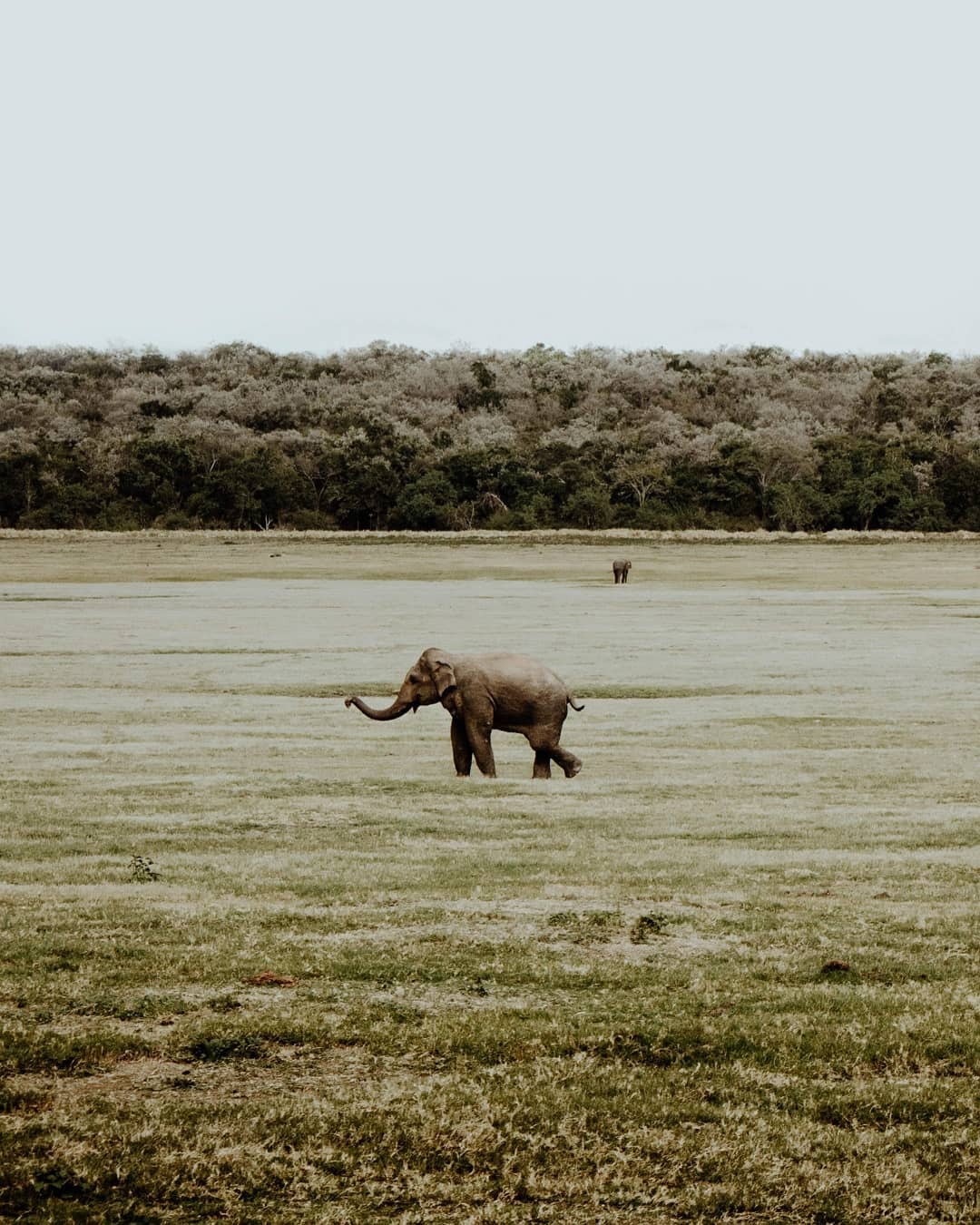 elefante en minneriya the gathering