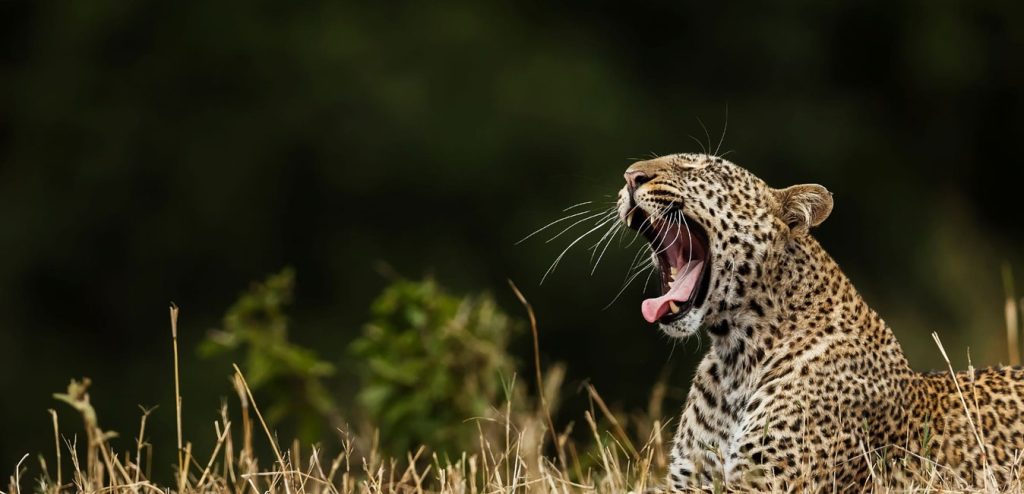 Leopardos en Sri Lanka 