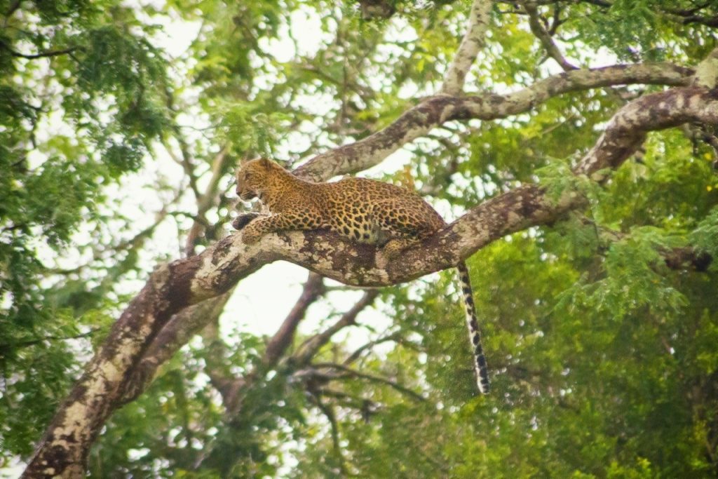 Leopardos en Sri Lanka 